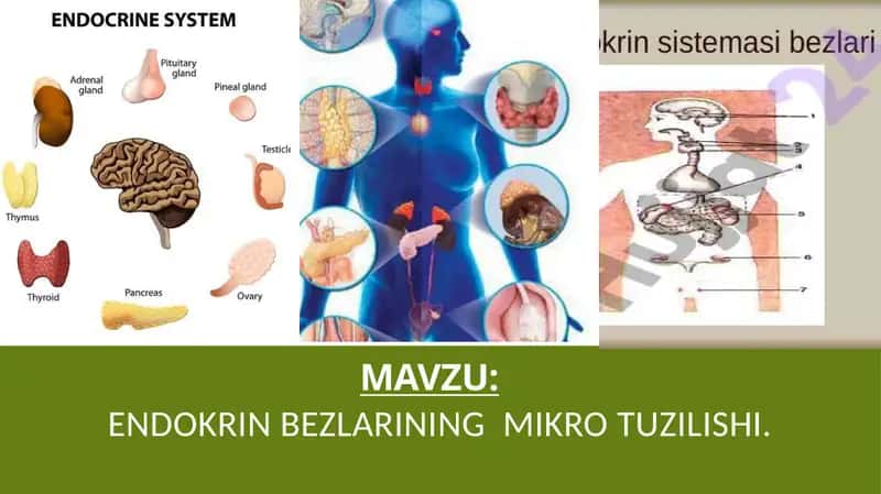 Endokrin bezlarining mikro tuzilishi