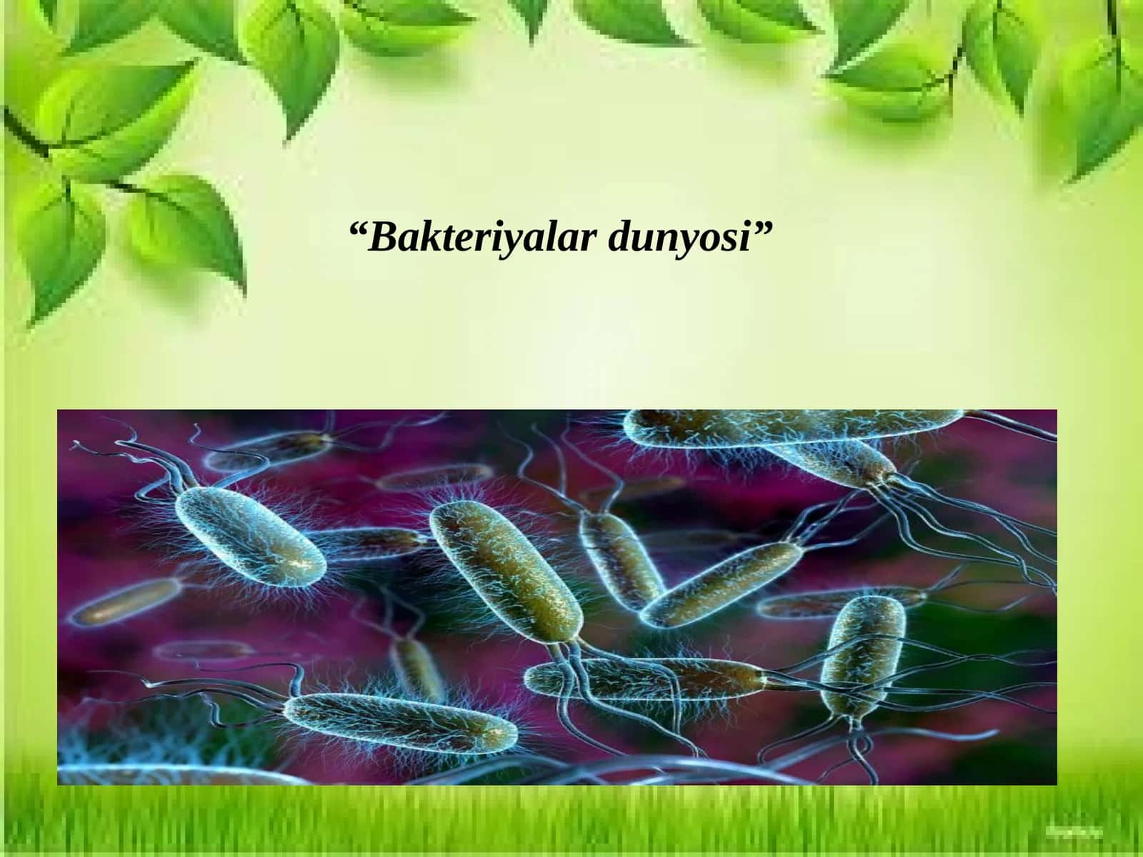 Bakteriyalardunyosi