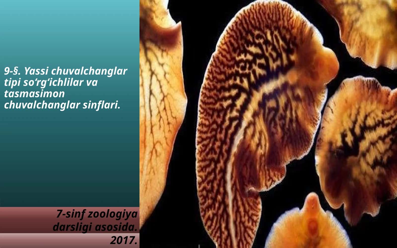 Yassi chuvalchang tipi soʻrgʻichli va tasmasimon chuvalchanglar sinfi