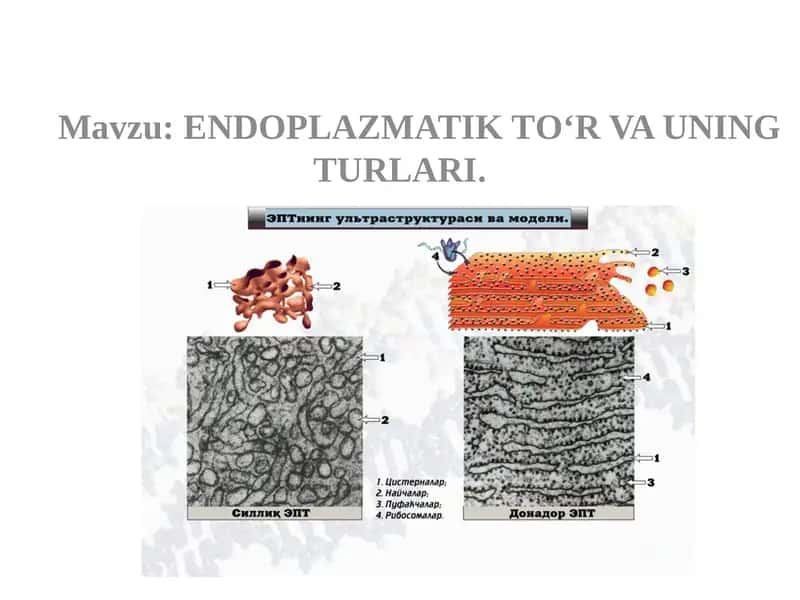 ENDOPLAZMATIK TO‘R VA UNING TURLARI