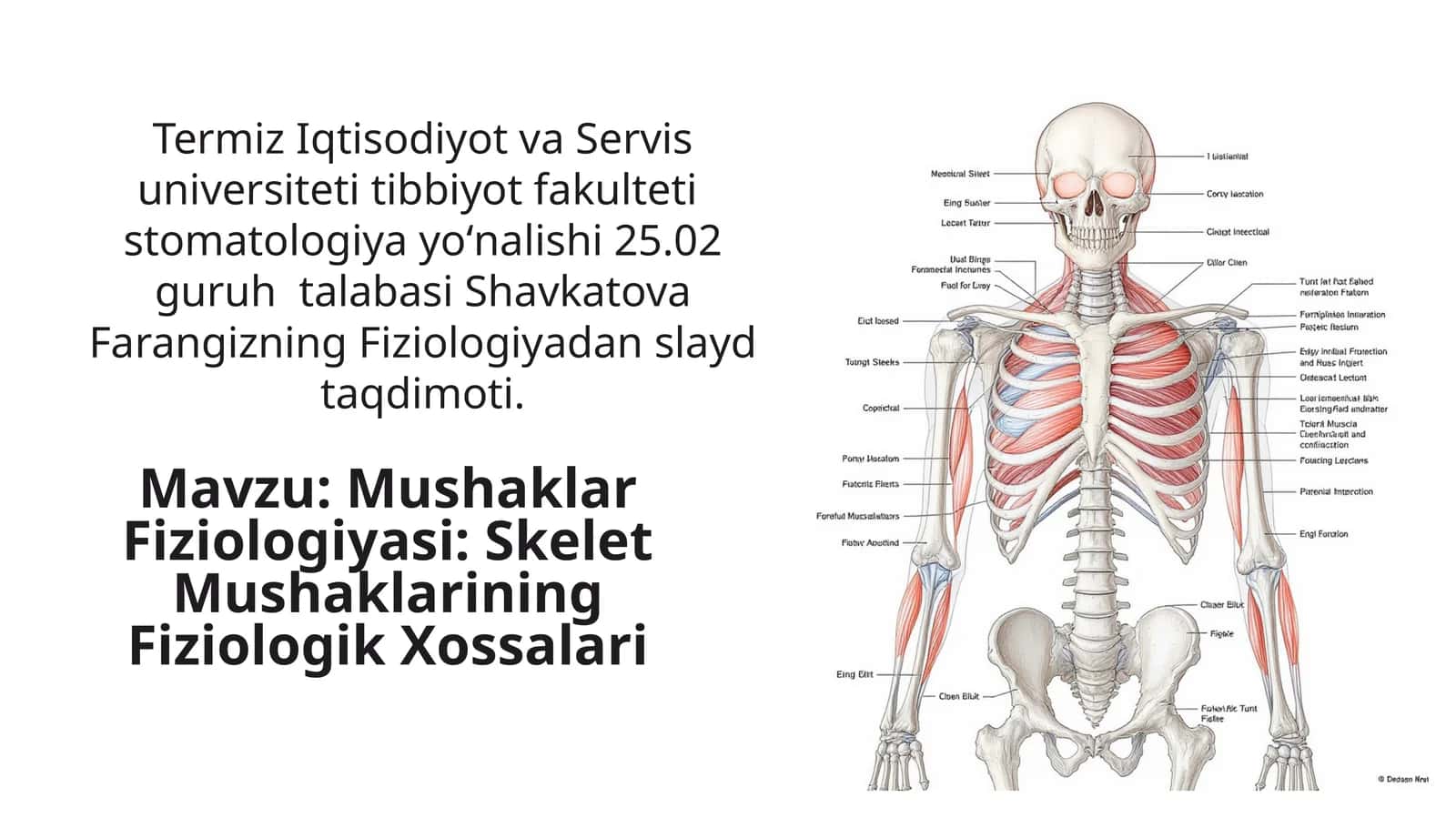 Mushaklar Fiziologiyasi: Skelet Mushaklarining Fiziologik Xossalari