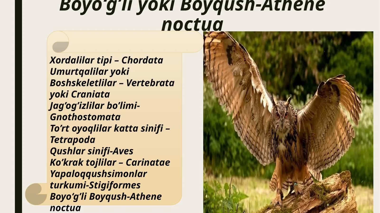 Boyo‘g’li yoki Boyqush-Athene noctua