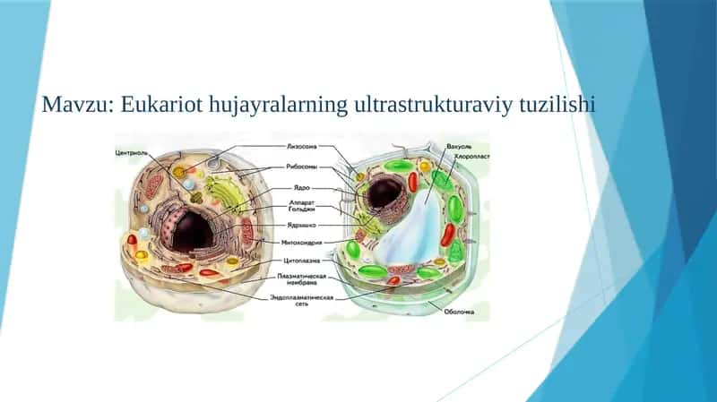 Eukariothujayralarning ultrastrukturaviy tuzilishi