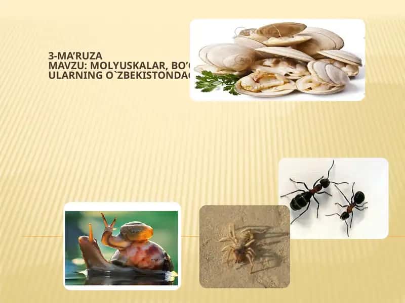 Molyuskalar, Bo'g'imoyoqlilar va Hasharotlar ularning O'zbekistondagi turlari