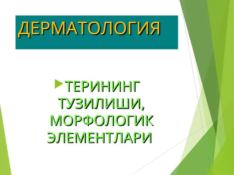 ТЕРИНИНГ ТУЗИЛИШИ, МОРФОЛОГИК ЭЛЕМЕНТЛАРИ