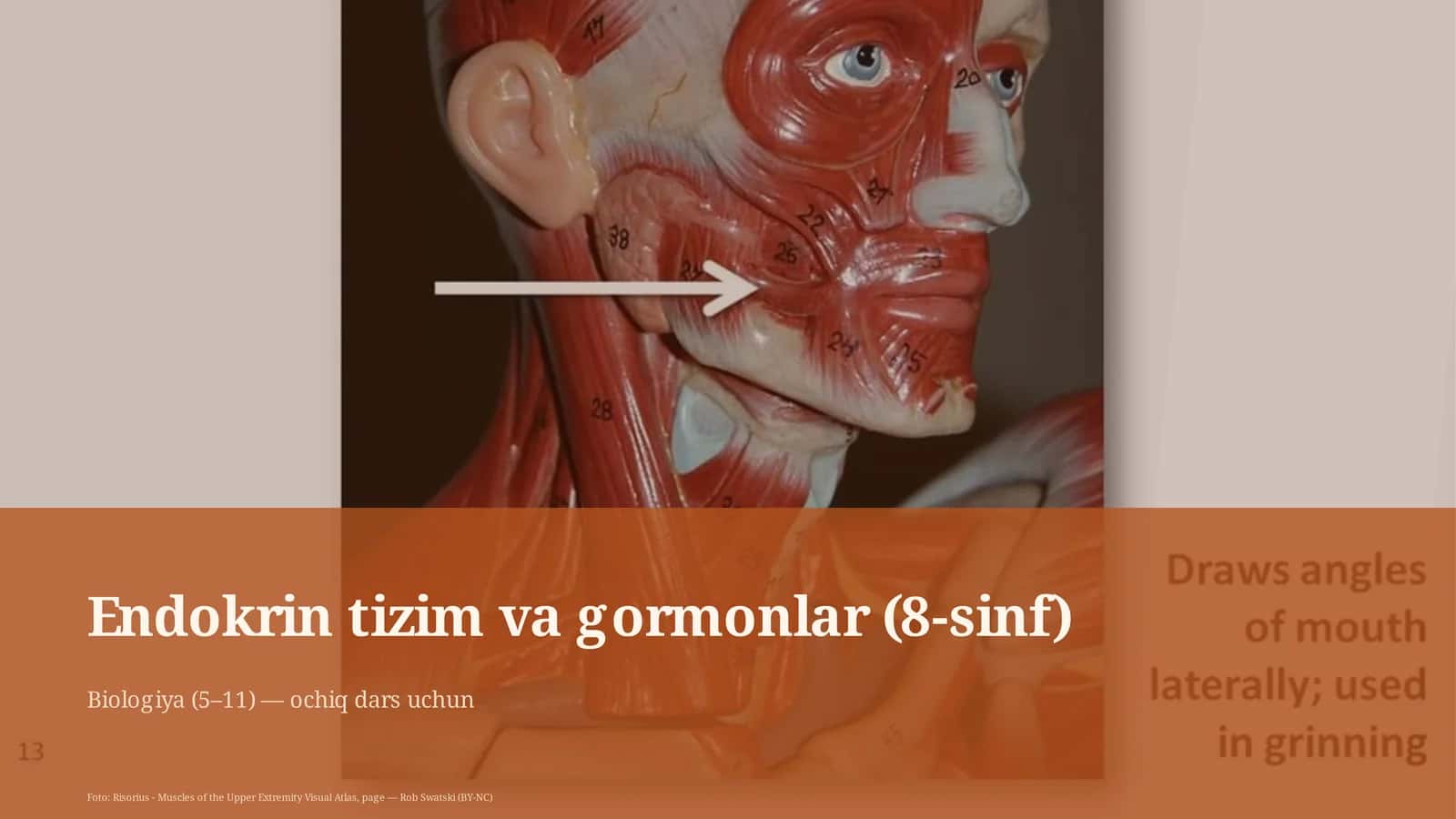 Endokrin tizim va gormonlar (8-sinf)