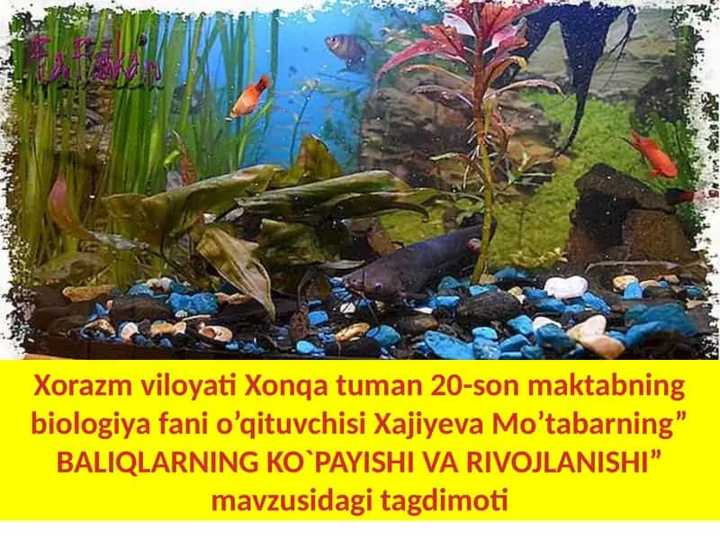 BALIQLARNING KO`PAYISHI VA RIVOJLANISHI