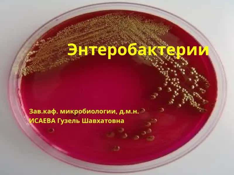 Энтеробактерии