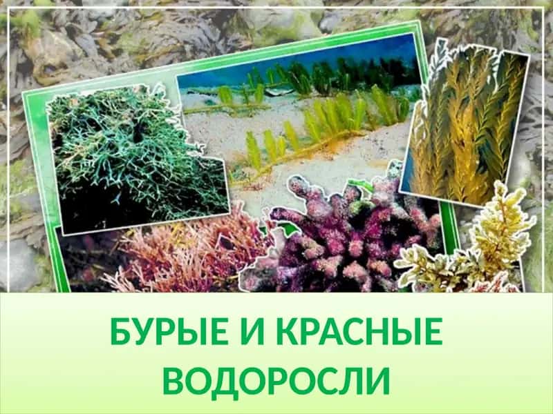 Бурые и красные водоросли
