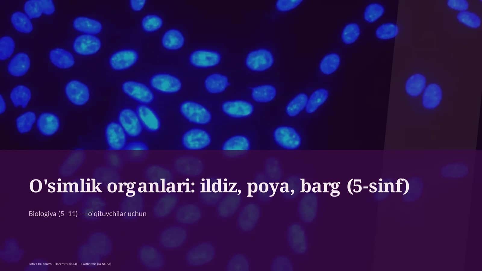 O'simlik organlari: ildiz, poya, barg (5-sinf)