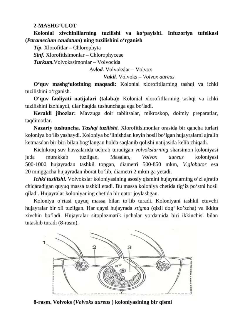 Kolonial xivchinlilarning tuzilishi va ko‘payishi. Infuzoriya tufеlkasi (Paramecium caudatum) ning t