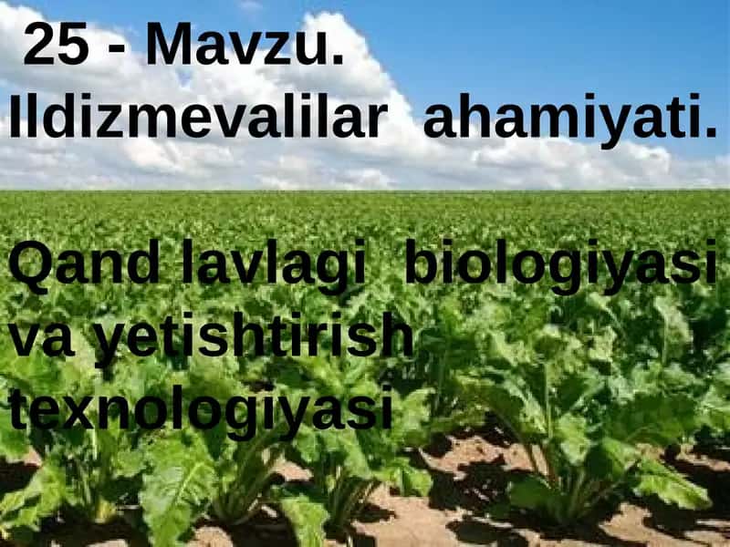 Ildizmevalilar ahamiyati