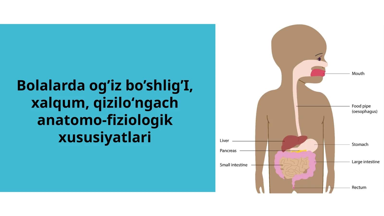 Bolalarda Og‘iz Bo‘shlig‘i, Halqum va Qizilo‘ngachning Anatomo-Fiziologik Xususiyatlari | 12 Slayd