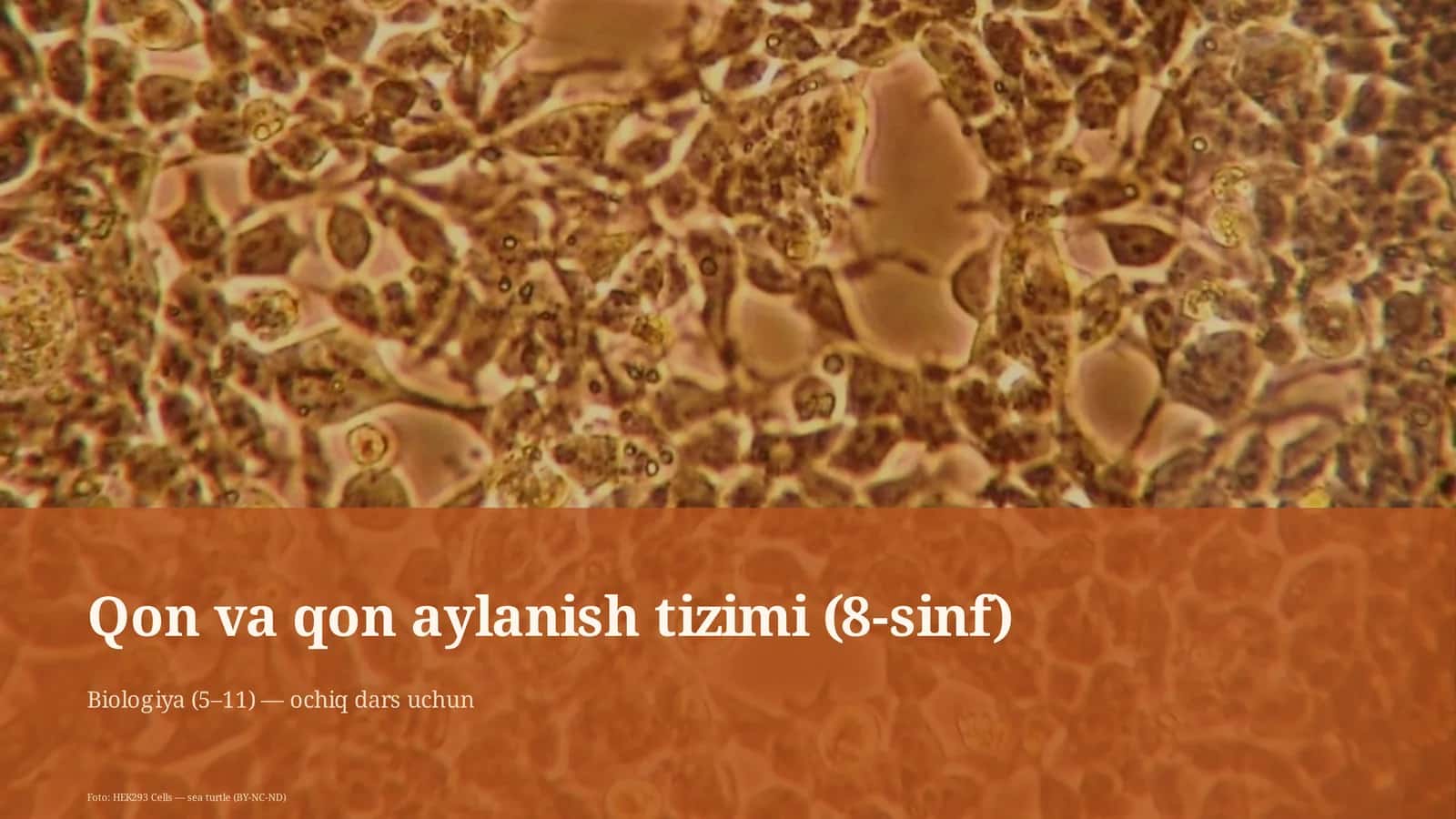 Qon va qon aylanish tizimi (8-sinf)