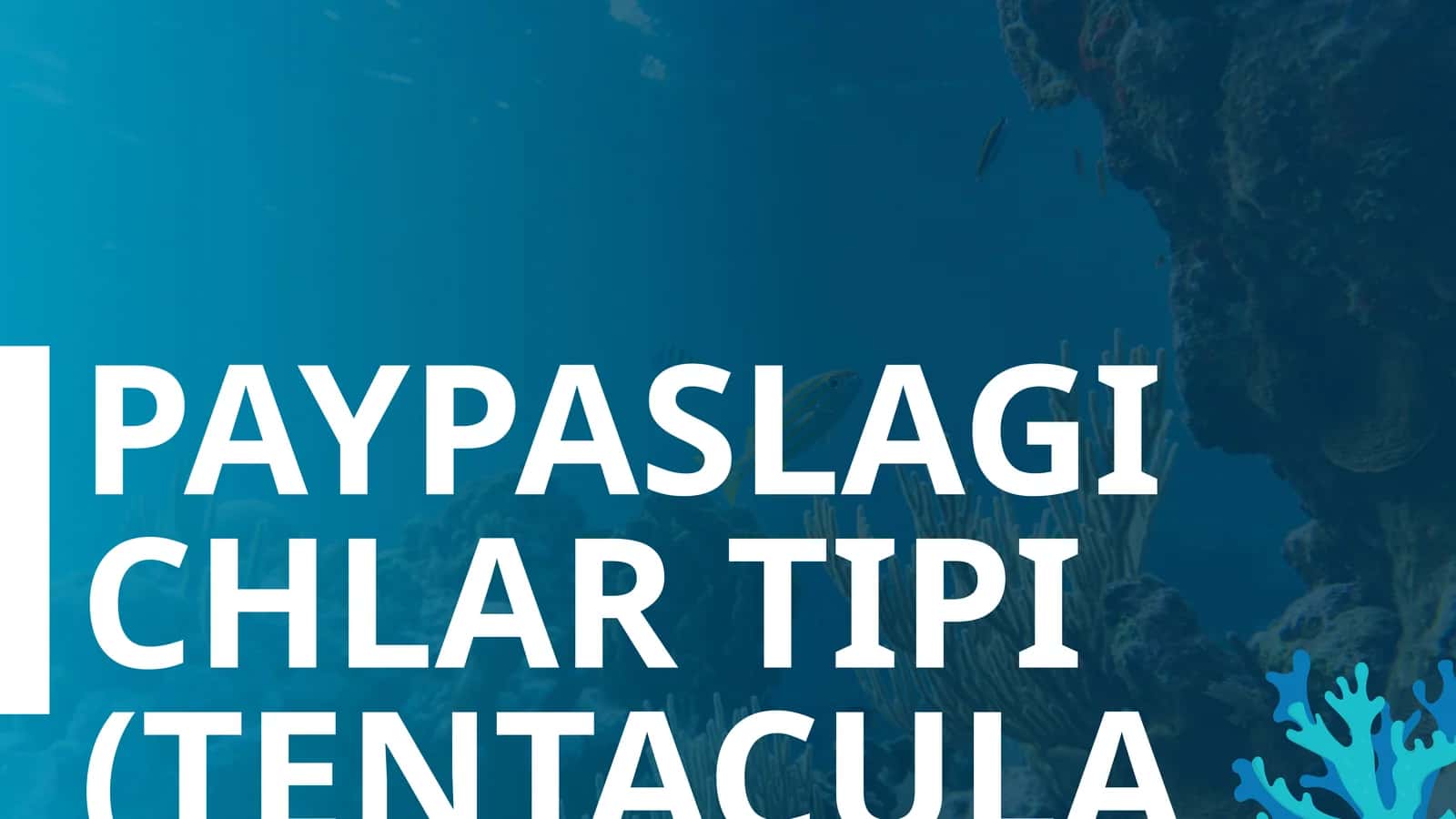 PAYPASLAGICHLAR TIPI (TENTACULATA)
