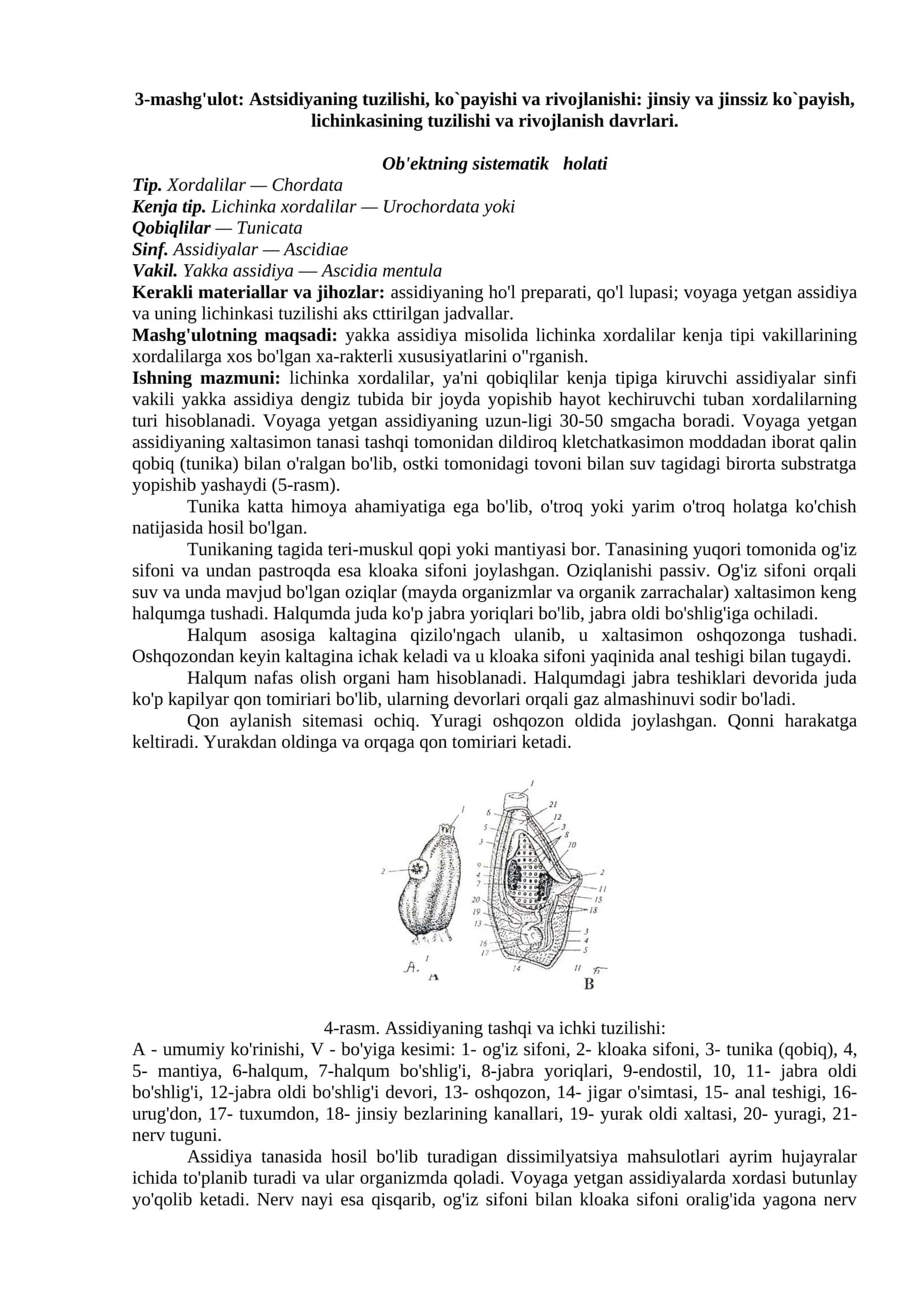 Astsidiyaning tuzilishi, ko`payishi va rivojlanishi