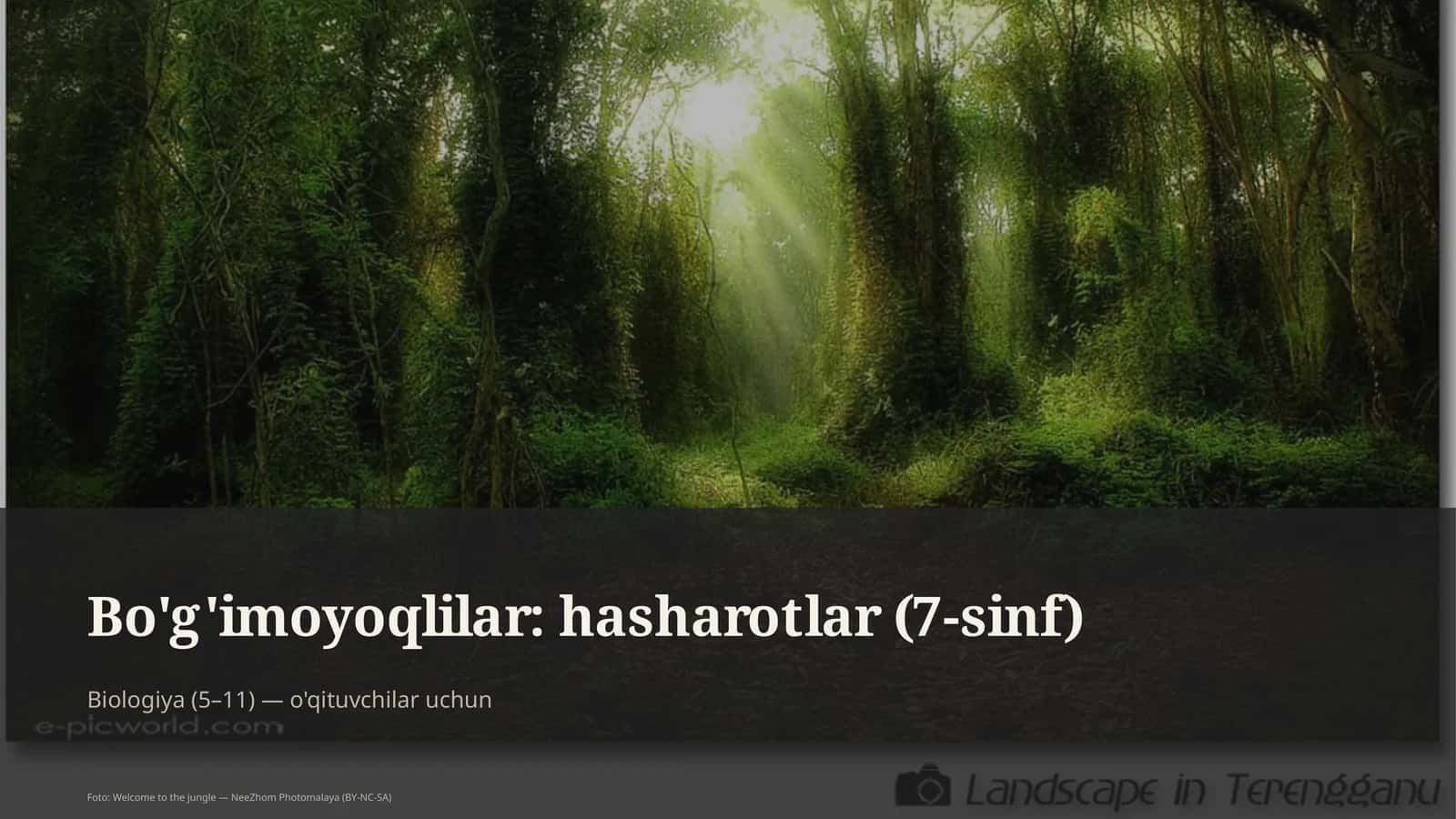 Bo'g'imoyoqlilar: hasharotlar (7-sinf)