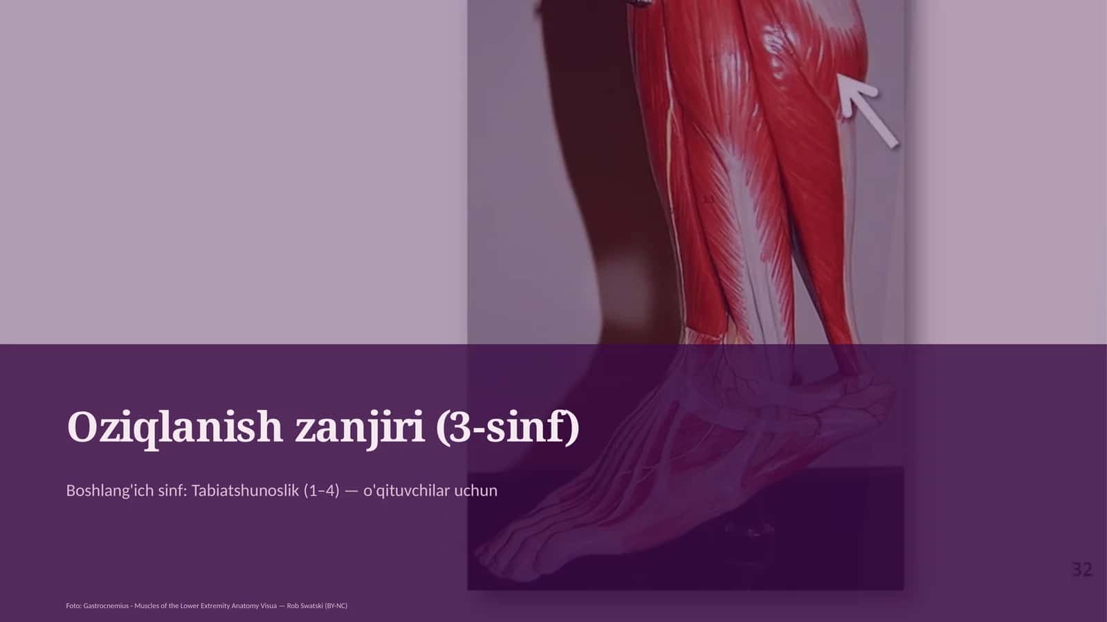 Oziqlanish zanjiri (3-sinf)