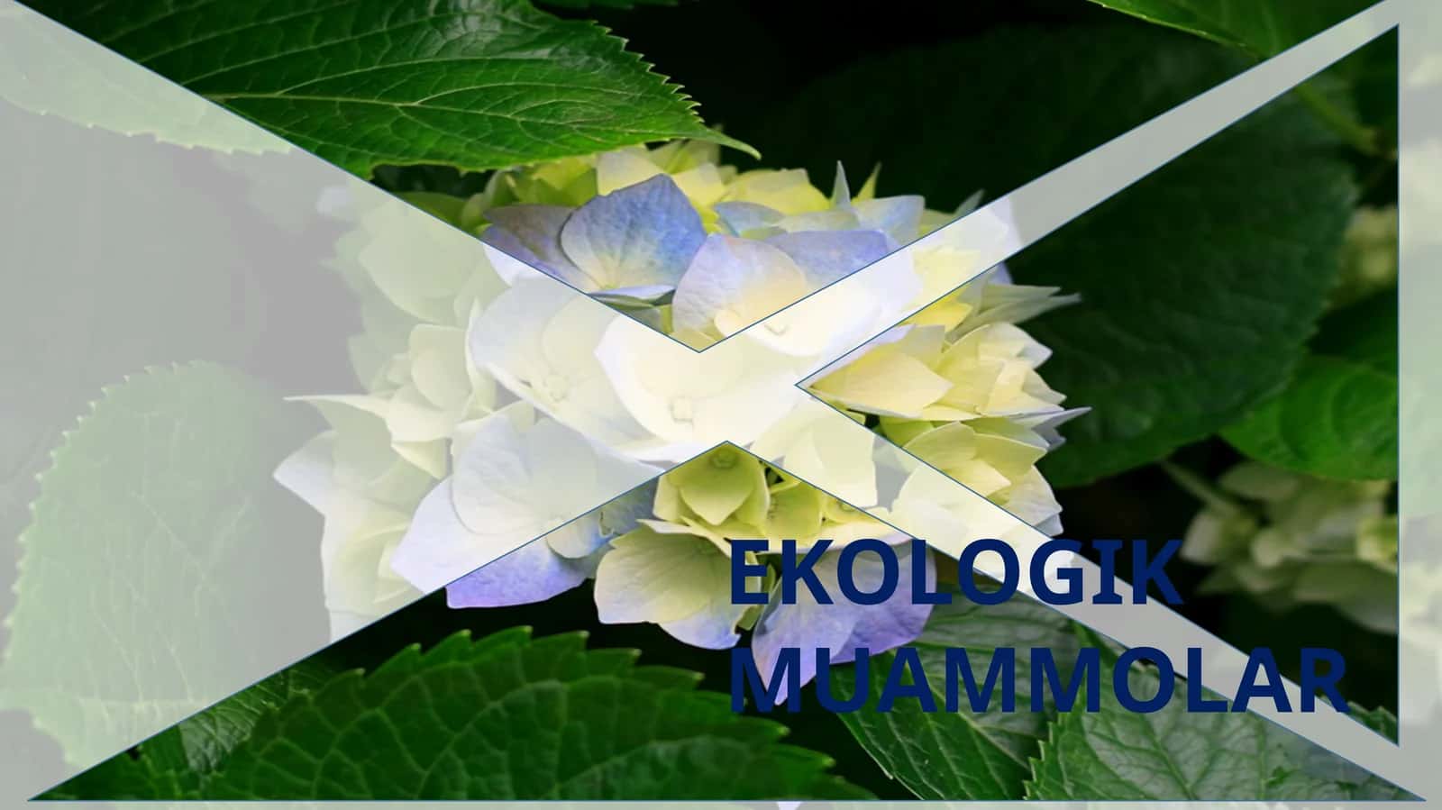EKOLOGIK MUAMMOLAR