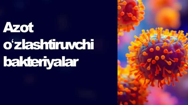 azot oʻzlashtiruvchi bakteriyalar