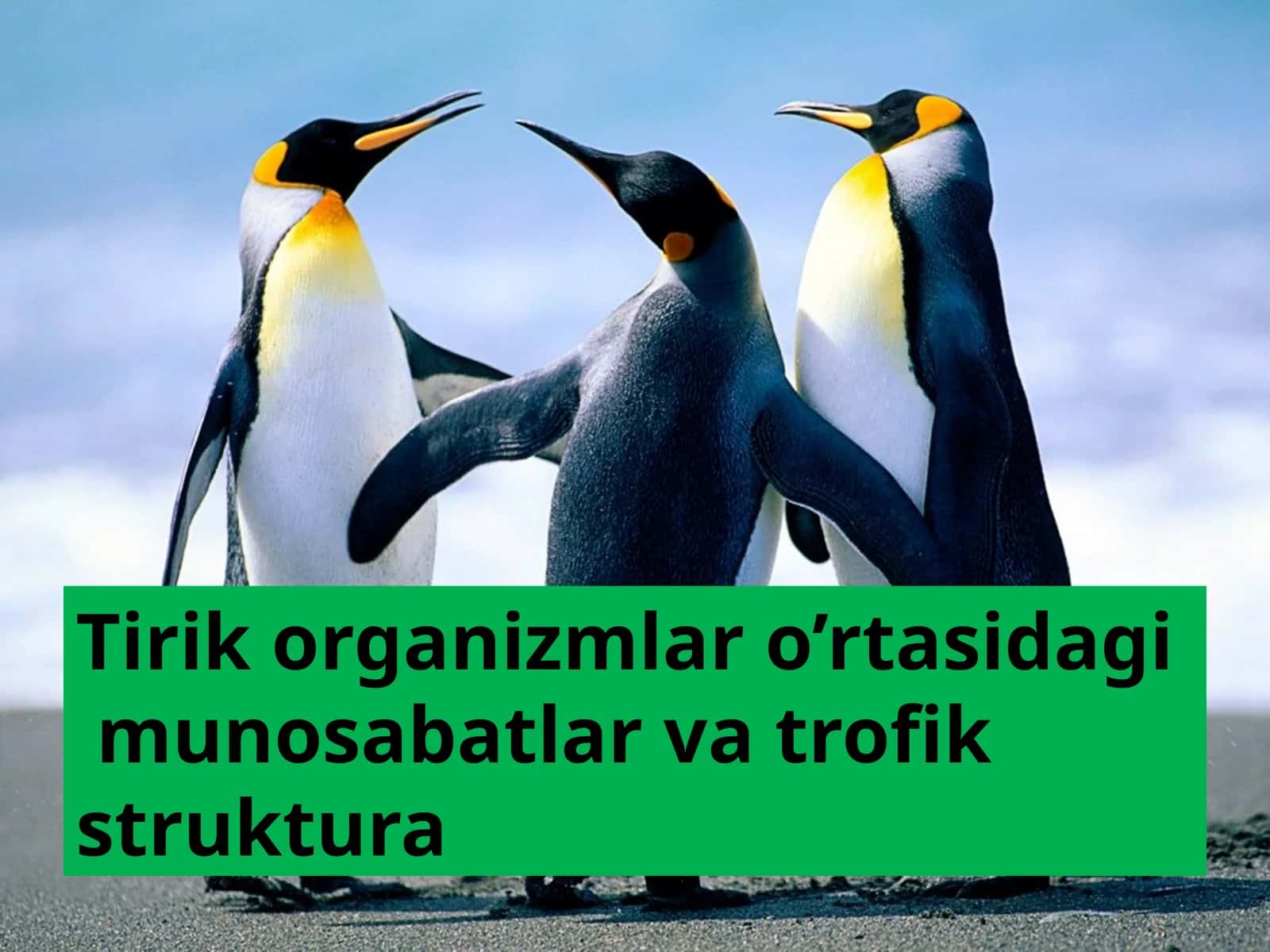 Tirik organizmlar o’rtasidagi munosabatlar va trofik struktura