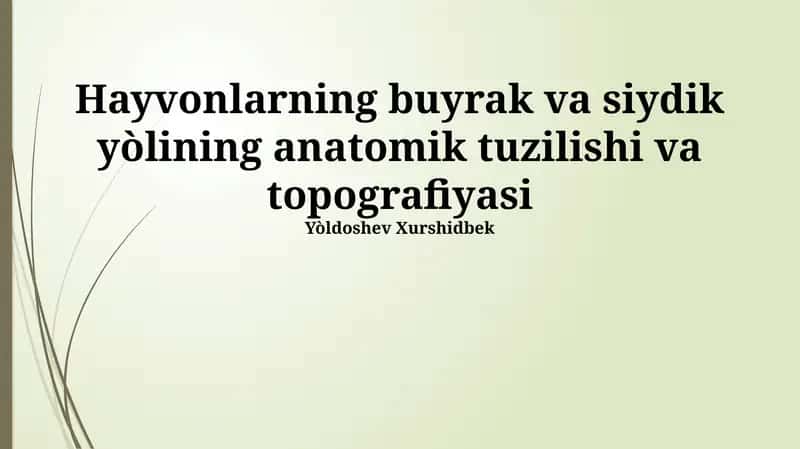 Hayvonlarning buyrak va siydik yòlining anatomik tuzilishi va topografiyasi