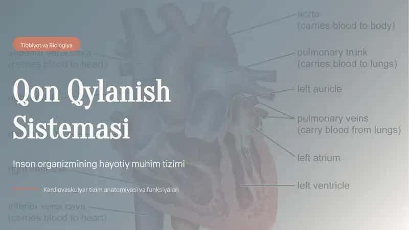 Qon aylanish sistemasi slayd