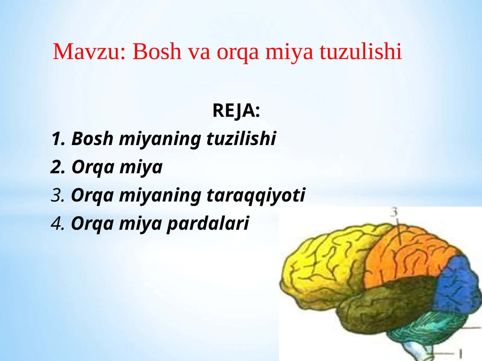 Boshvaorqamiyatuzulishi