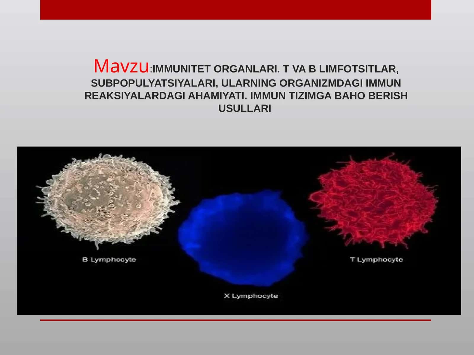 IMMUNITET ORGANLARI. T VA B LIMFOTSITLAR, SUBPOPULYATSIYALARI, ULARNING ORGANIZMDAGI IMMUNREAKSIYALARDAGI AHAMIYATI. IMMUN TIZIMGA BAHO BERISH USULLARI