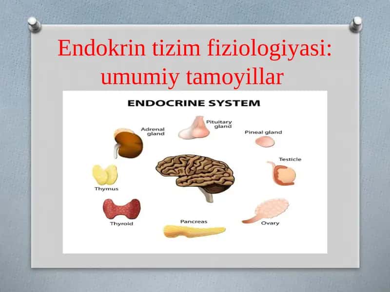 Endokrin tizim fiziologiyasi: umumiy tamoyillar