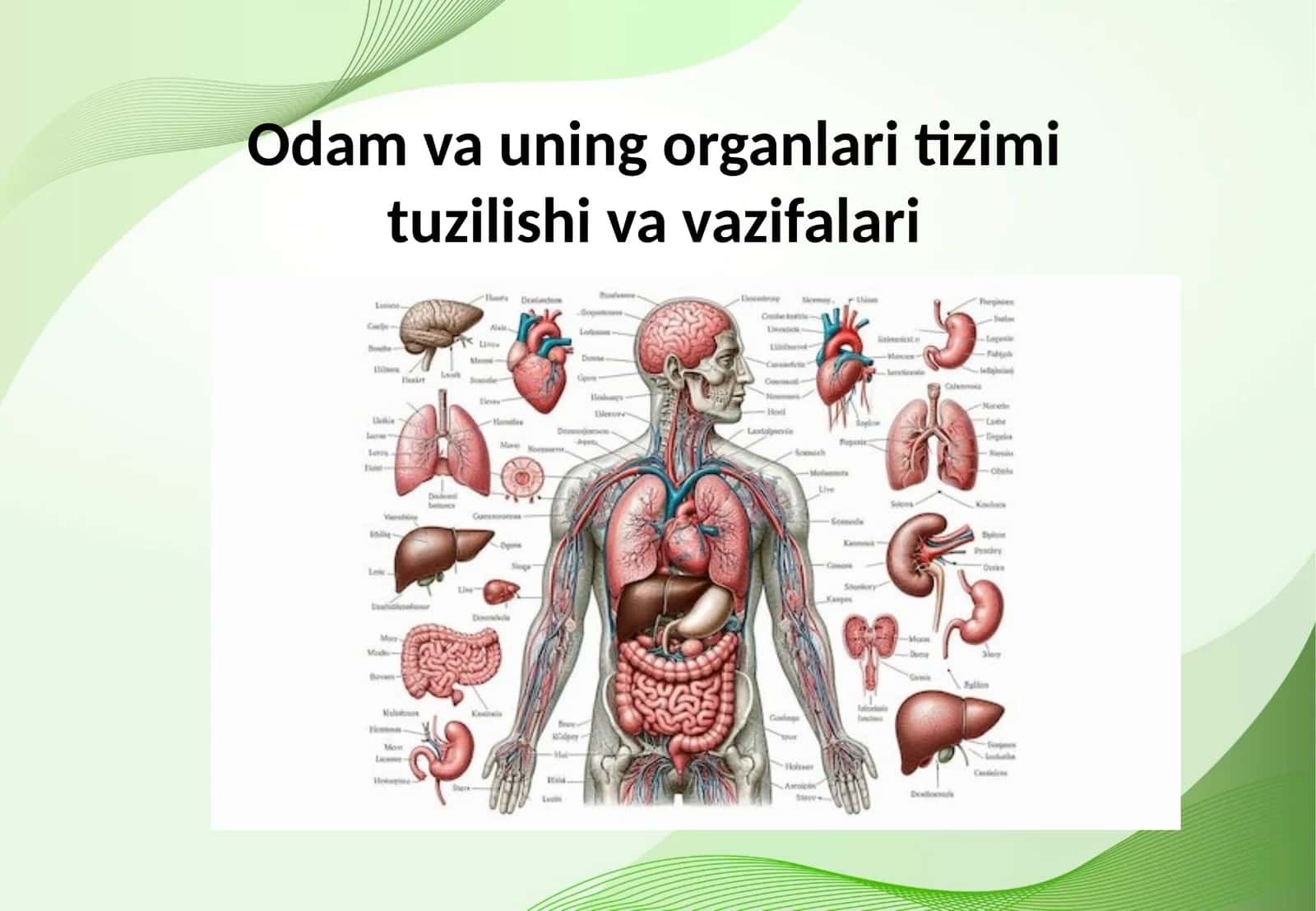 Odam va uning organlari tizimi tuzilishi va vazifalari