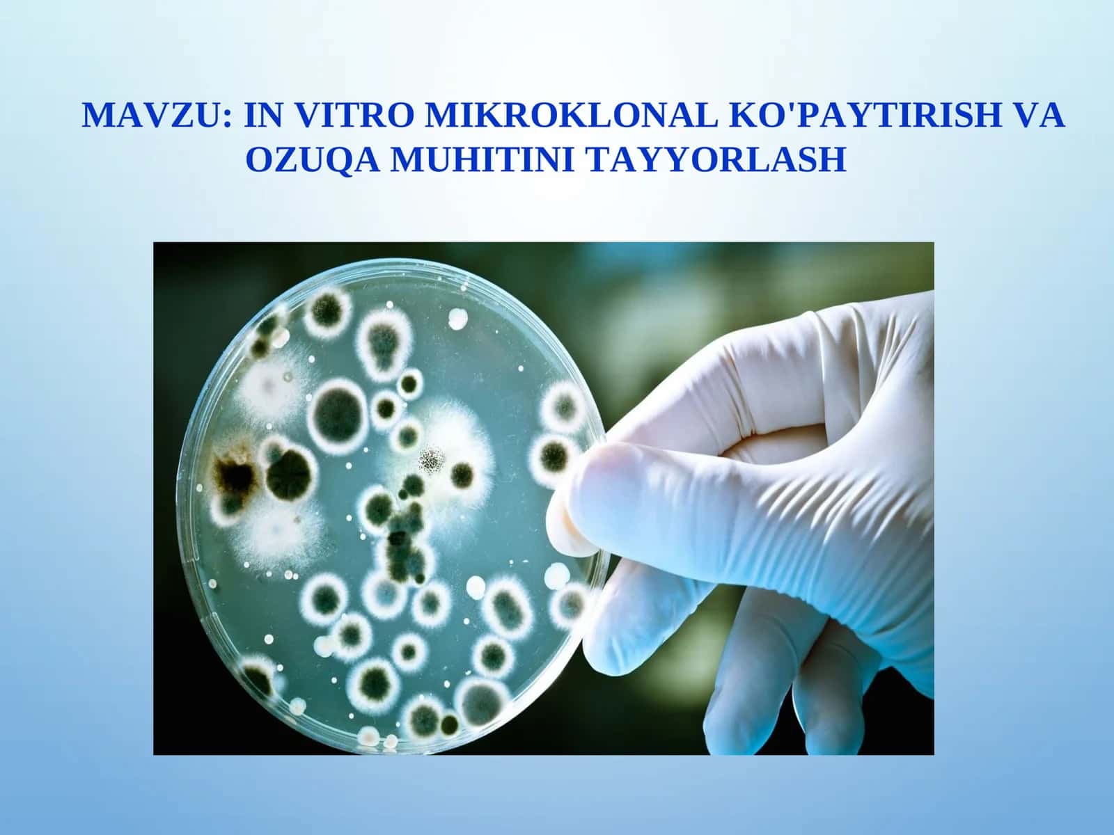 IN VITRO MIKROKLONAL KO'PAYTIRISH VA OZUQA MUHITINI TAYYORLASH