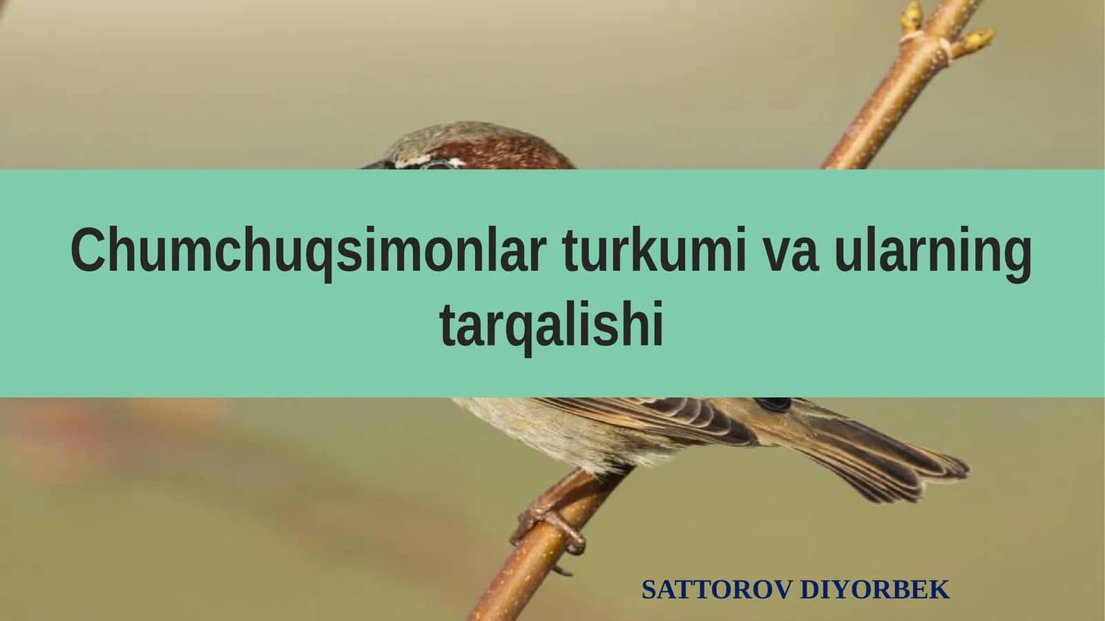 Chumchuqsimonlar Turkumi va Ularning Tarqalishi
