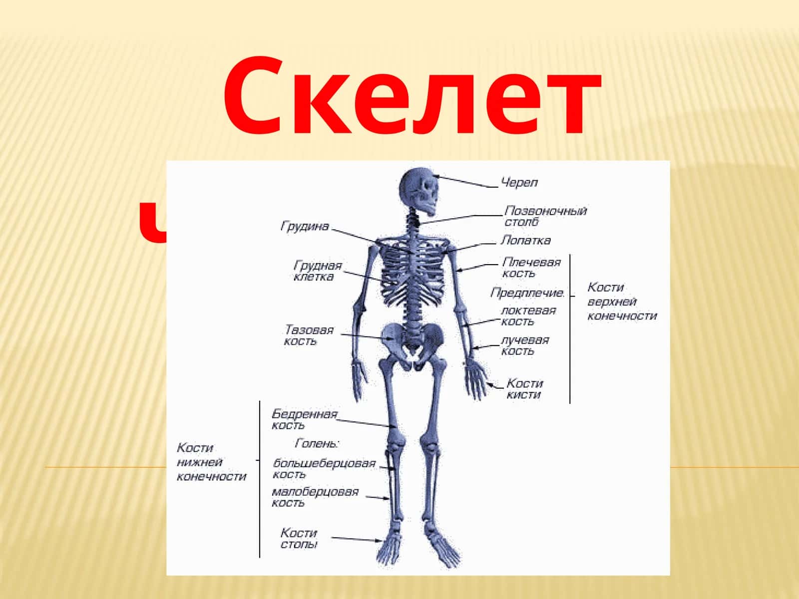 Скелет человека слайд 2026 йил