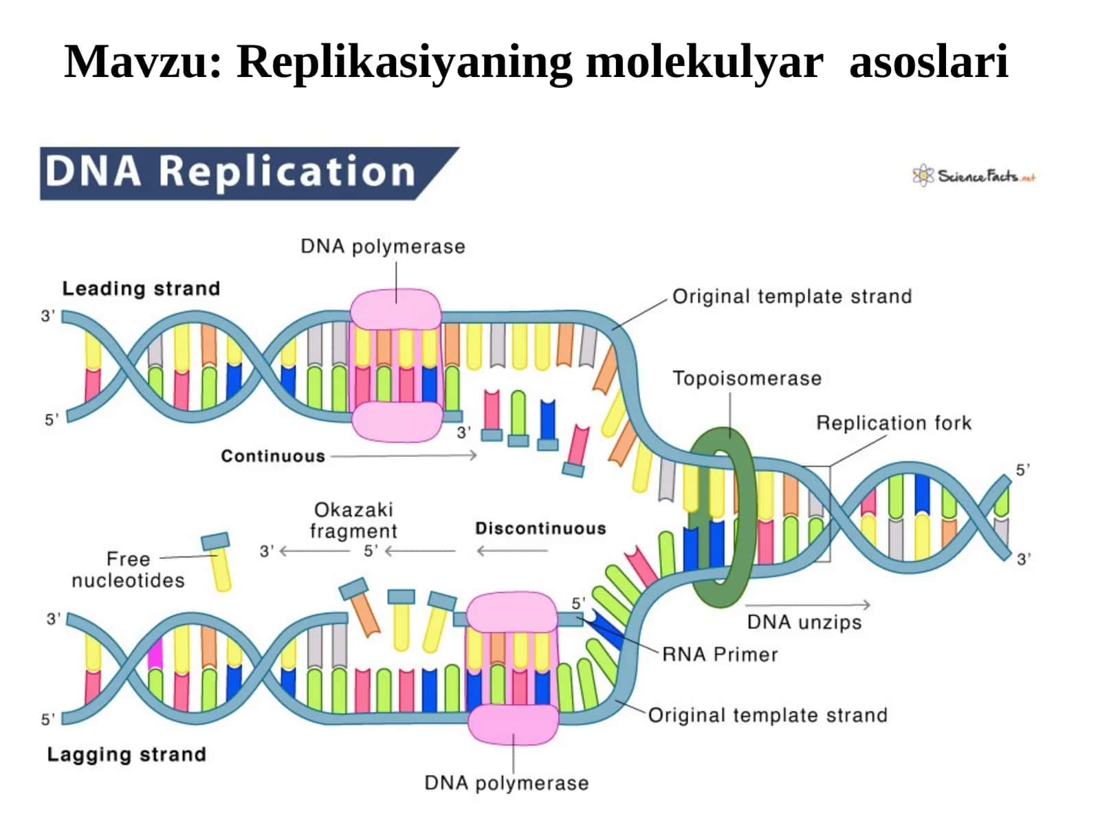 Replikasiyaning molekulyar asoslari