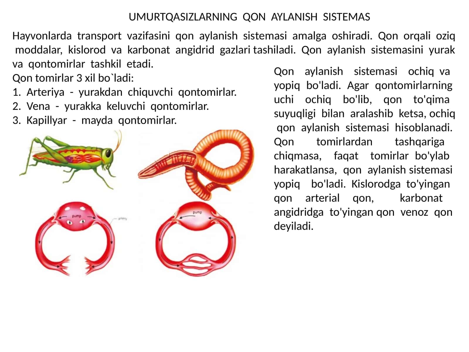 Umurtqasizlarning qon aylanish sistemasi