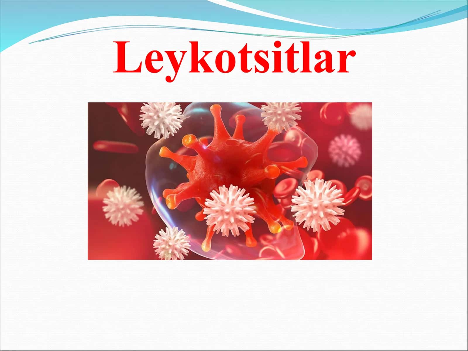 Leykotsitlar