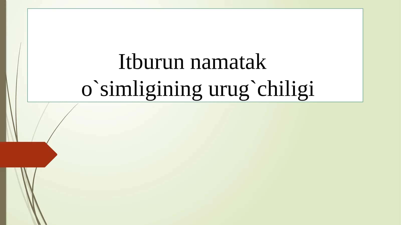 Itburunnamata ko`simligining urg`chiligi