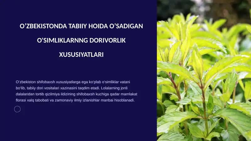 O’ZBEKISTONDA TABIIY HOIDA O’SADIGAN O'SIMLIKLARNNG DORIVORLIK XUSUSIYATLARI