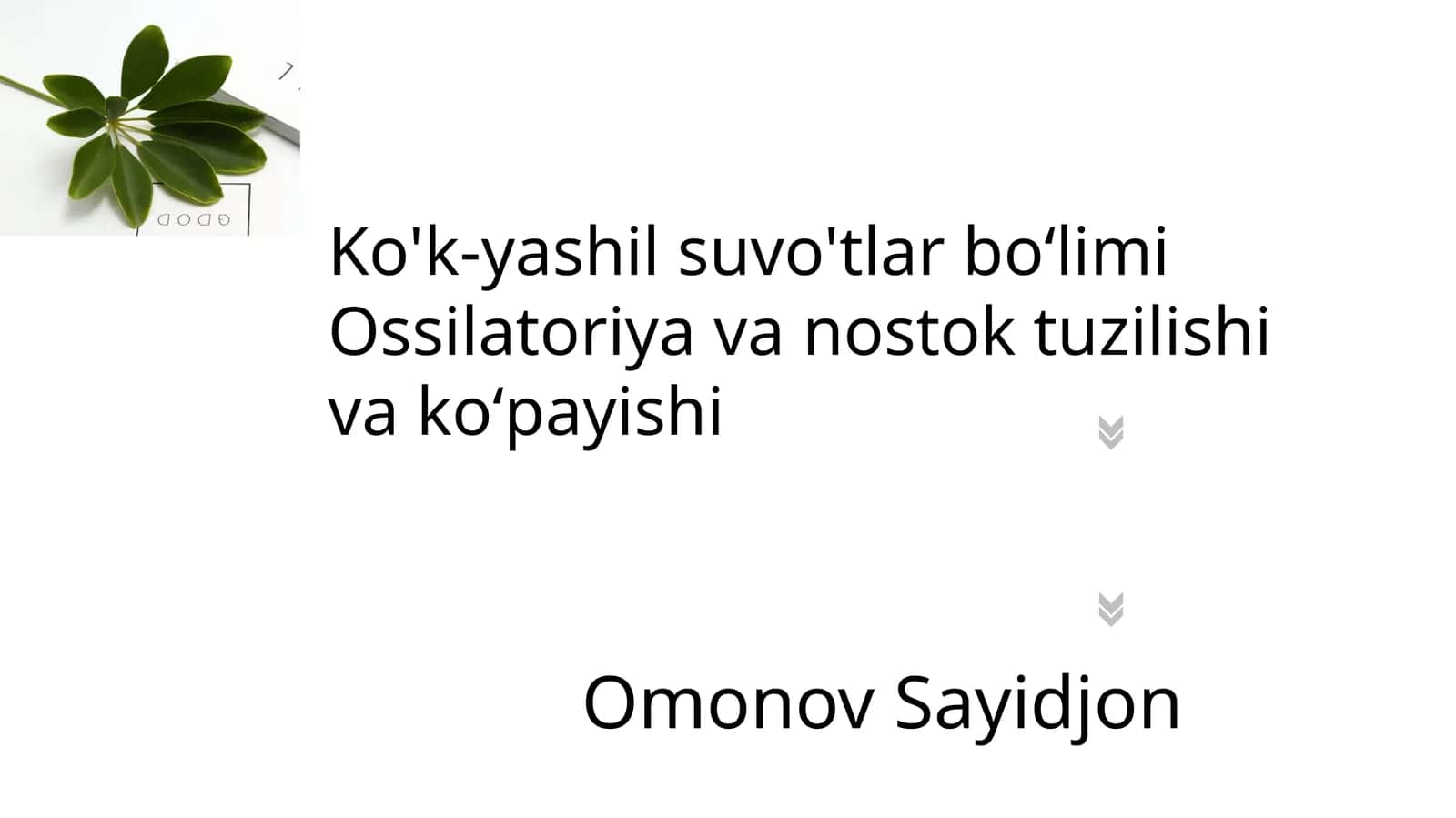 Sianobakteriyalar