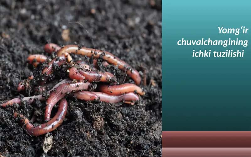 yomg'ir chuvalchangining ichki tuzilishi.