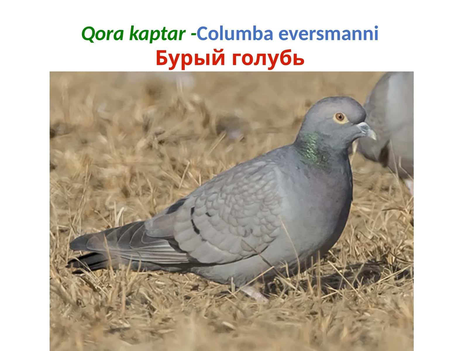 Qora kaptar