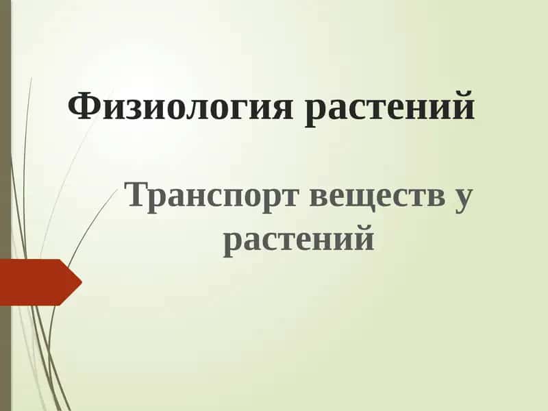 Транспорт веществ у растений