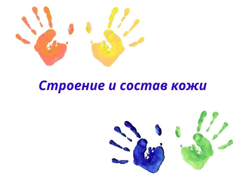 Строение и состав кожи