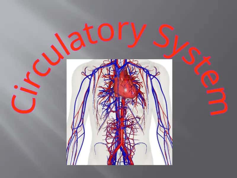 Circulatory System