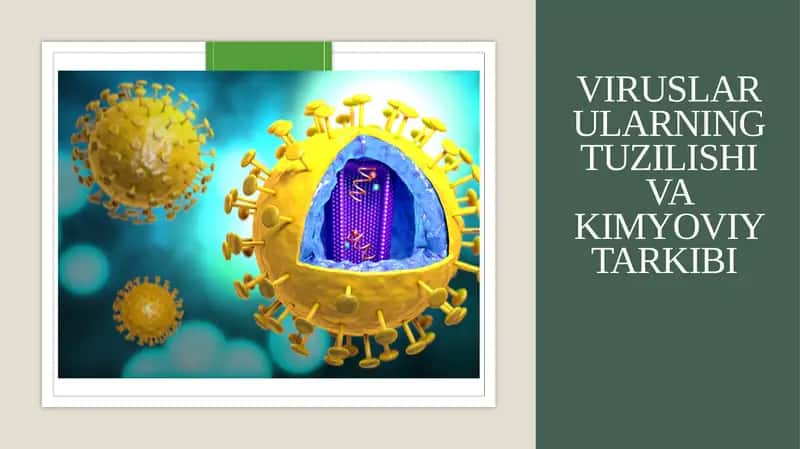 Viruslar ularning tuzilishi va kimyoviy tarkibi