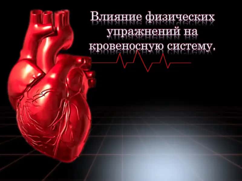 Влияние физических упражнений на кровеносную систему.
