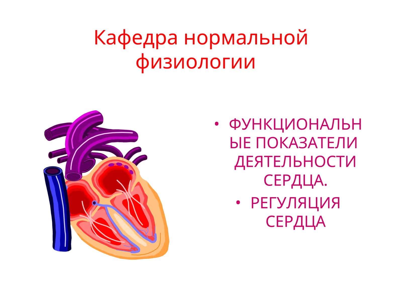 Функциональные показатели деятельности сердца