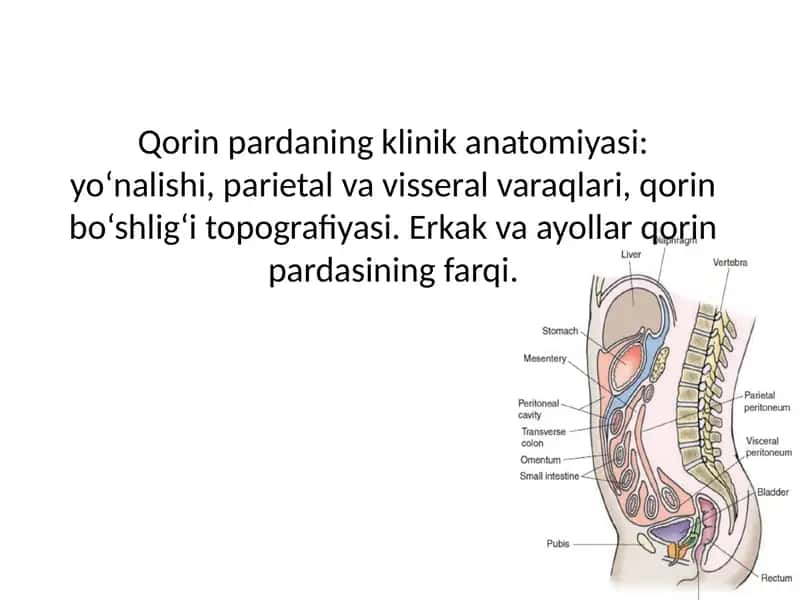 Qorin pardaning klinik anatomiyasi: yo‘nalishi, parietal va visseral varaqlari, qorin bo‘shlig‘i topografiyasi. Erkak va ayollar qorin pardasining farqi.