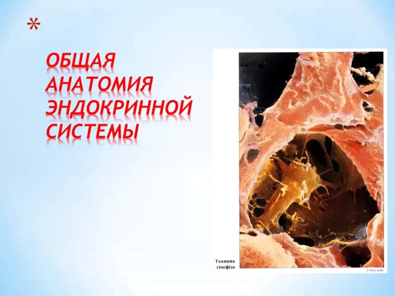 Эндокринные железы